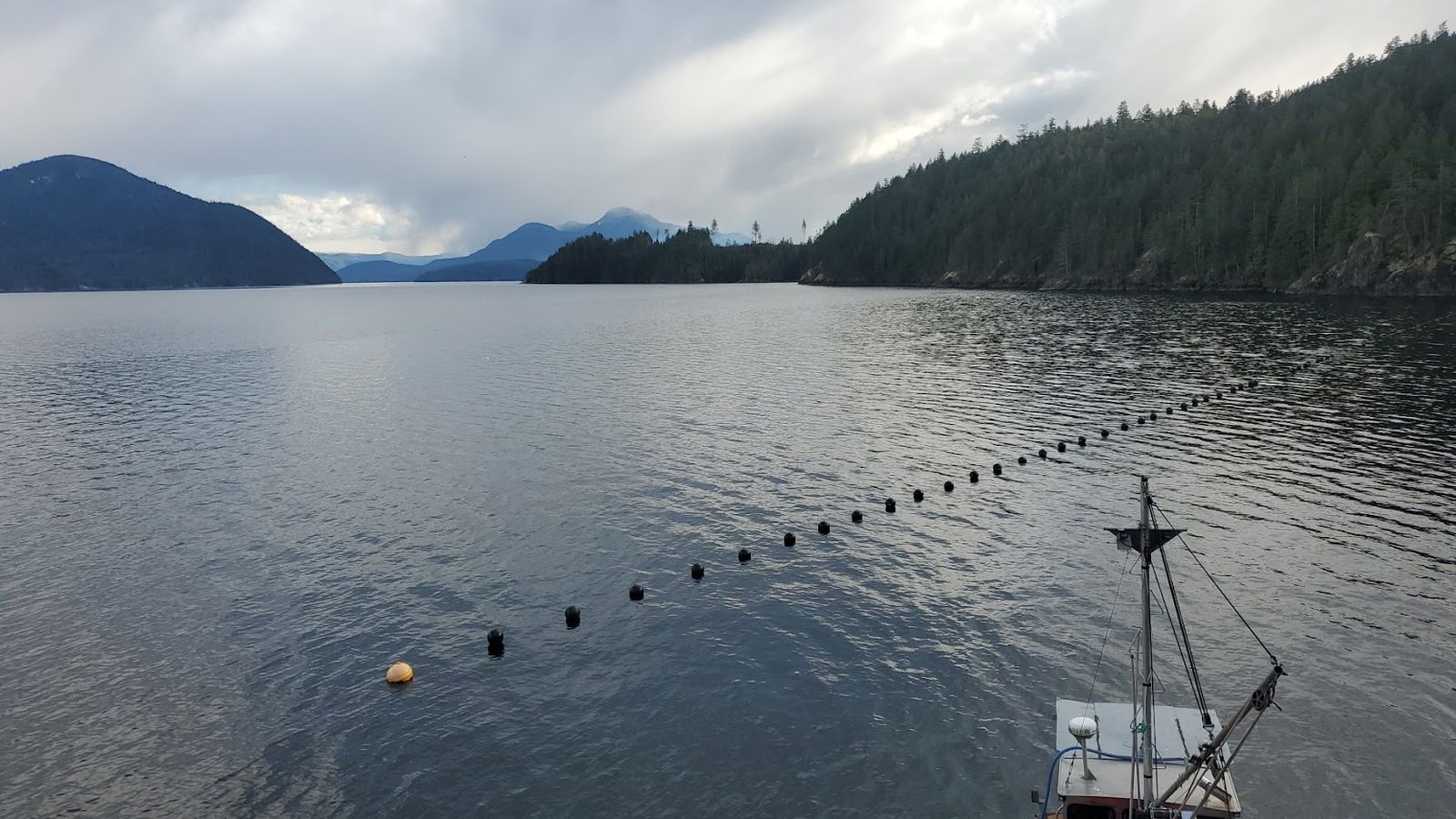 Restoring Our Oceans: Why We're Supporting Kelp Seaforestation with Greenspark
