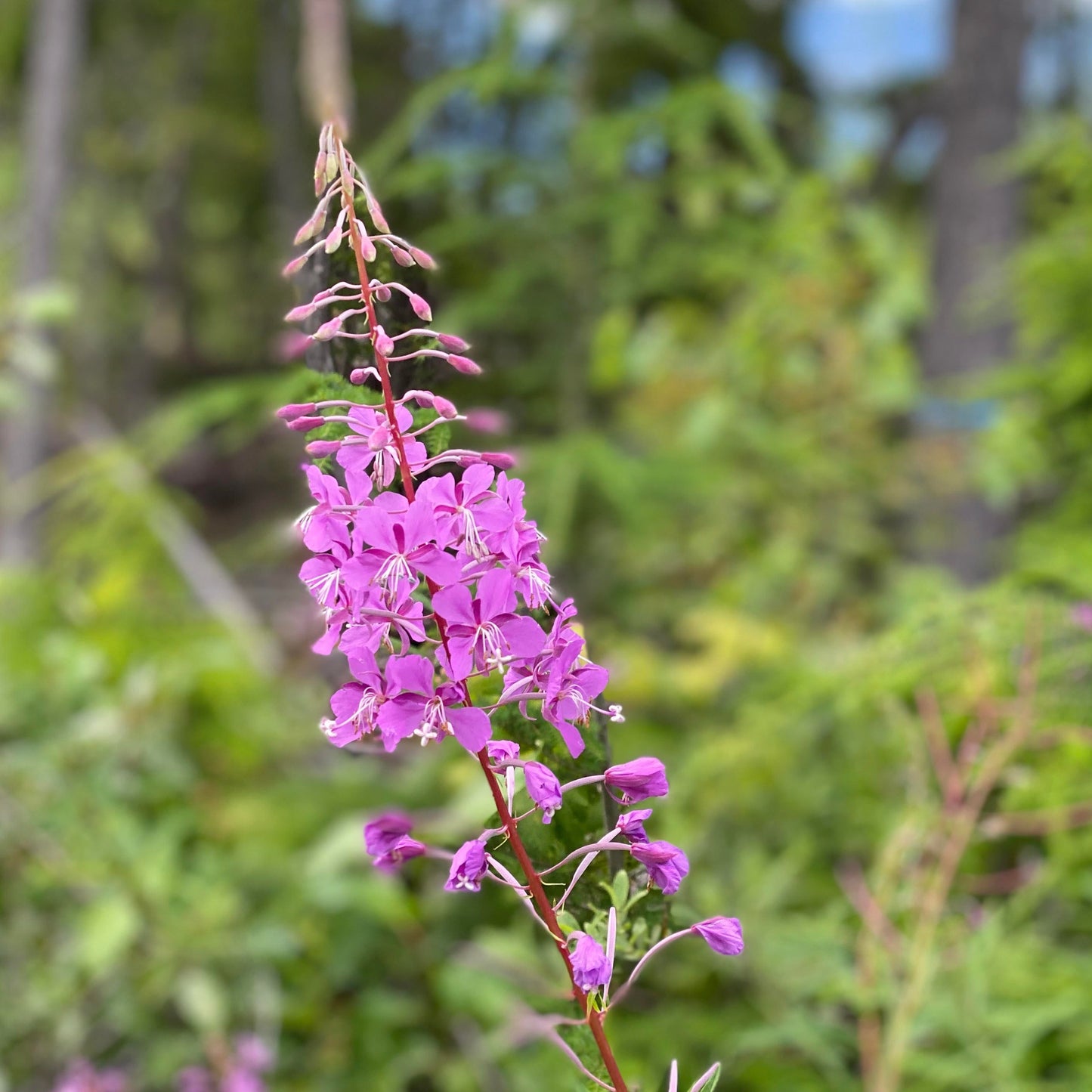 Wild Foraged + Fermented Fireweed Tea