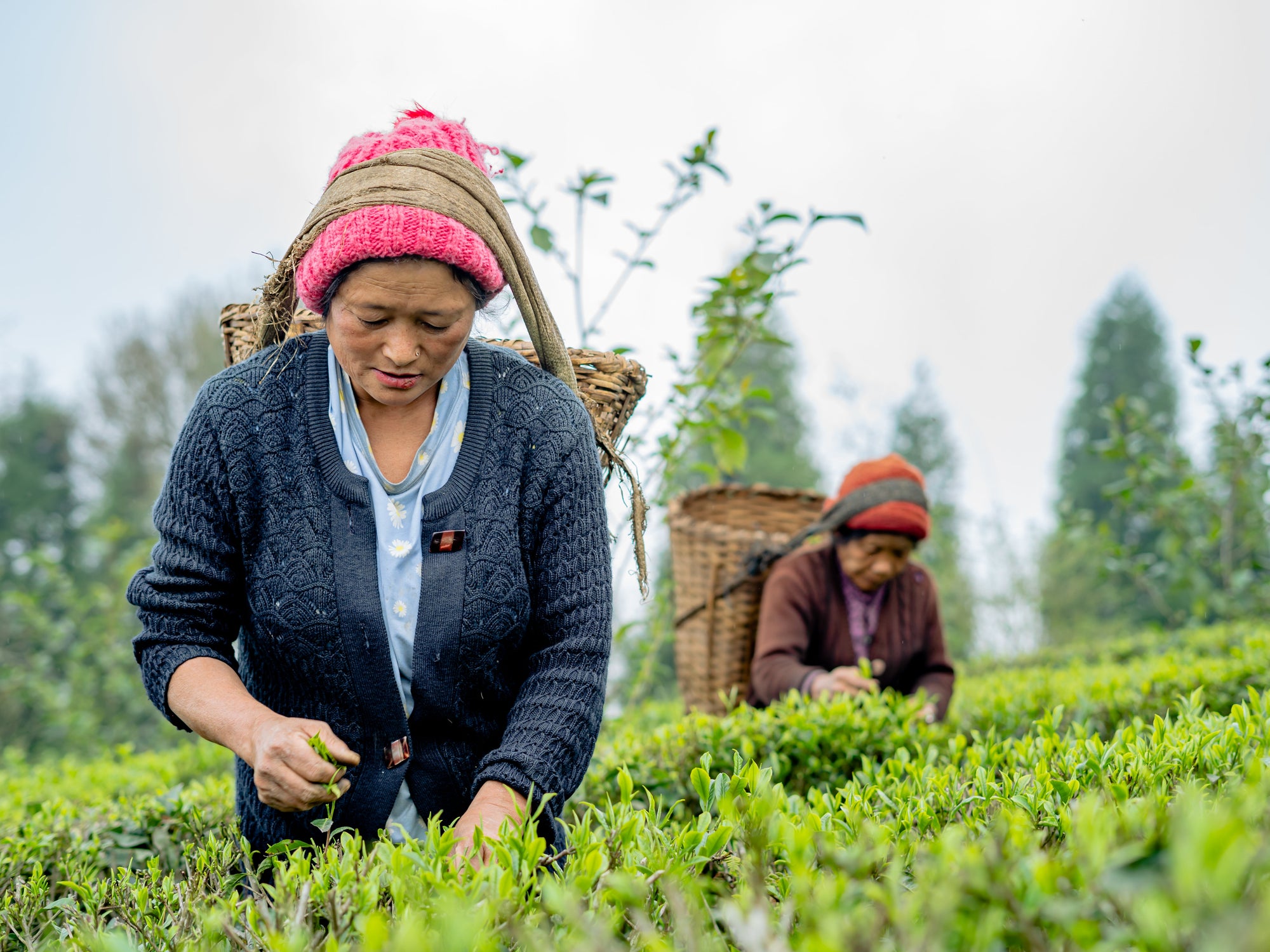 From the mountains of Nepal (and why this tea matters)