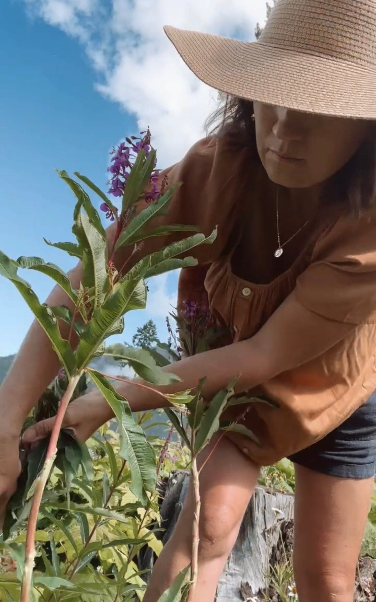 Wild Foraged + Fermented Fireweed Tea