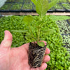 Farm + Forage Tea | Future Spell Farm