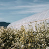 Organic Farm + Forage tea | Batch 004